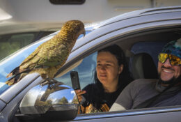 New Zealand 2025 (1 group) (49/66)